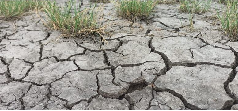 Сколько зерна потерял Казахстан из-за засухи?