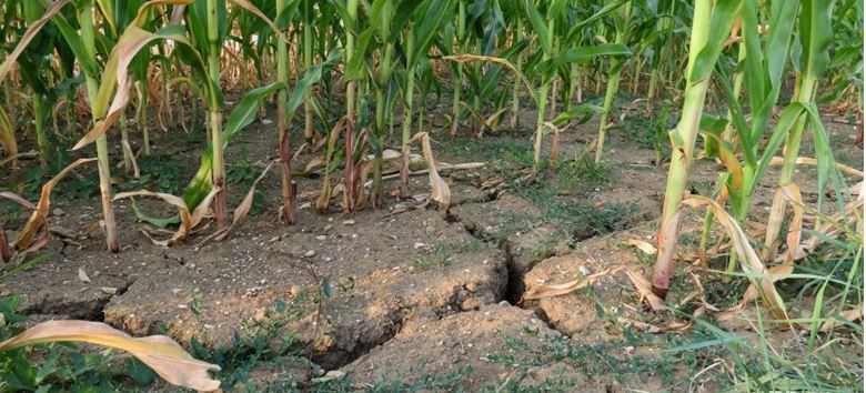 В Мангистауской области из-за засухи фермеры несут убытки